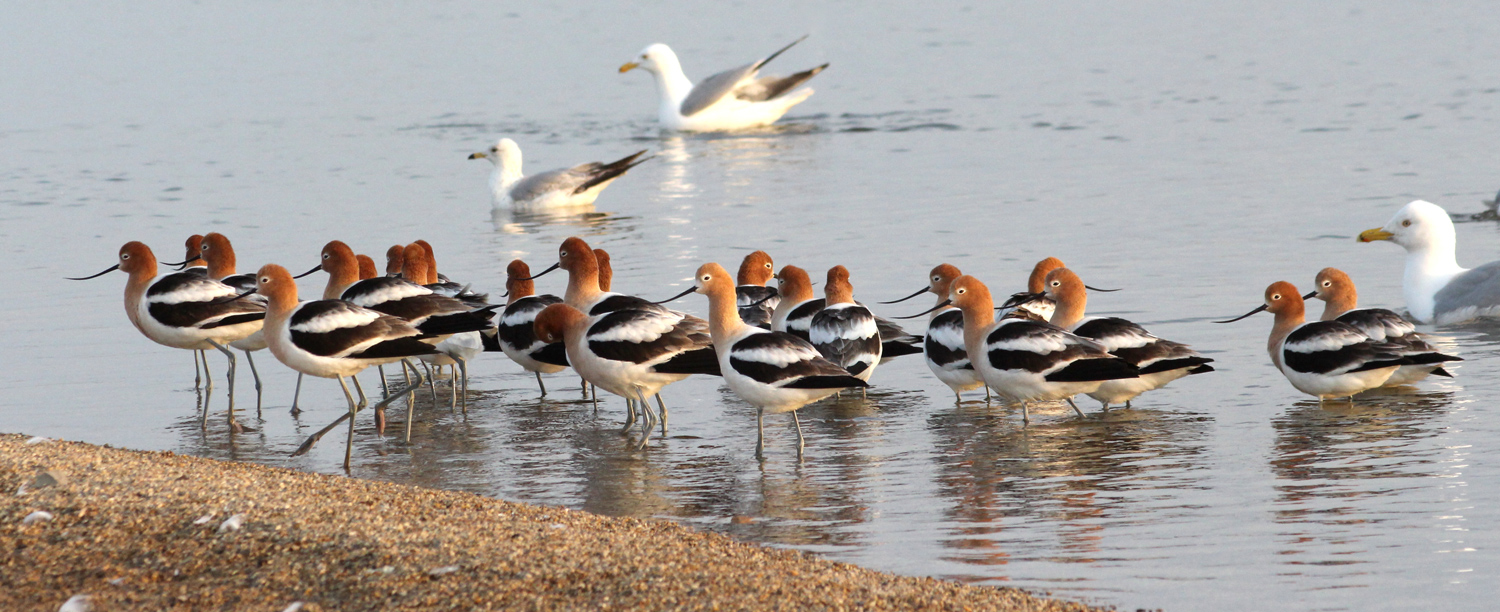 Avocets on beach