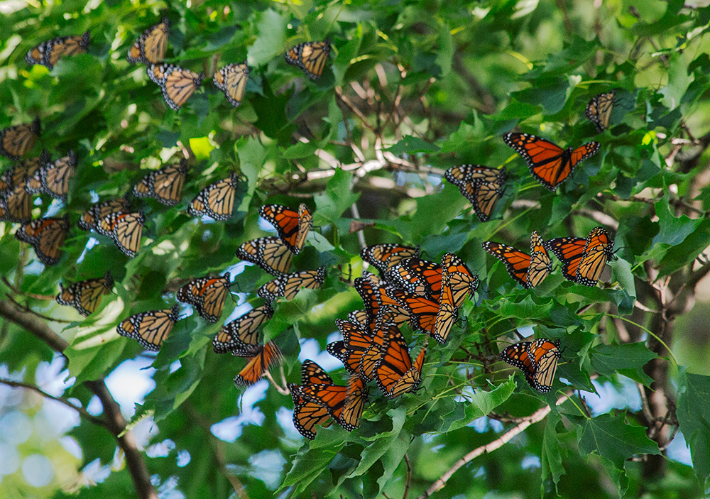 Cluster of roosting monarchs