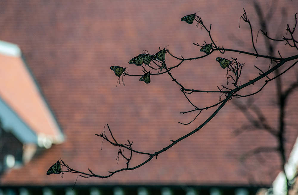 Monarchs roosting on dead branches in front of Eschweiler building