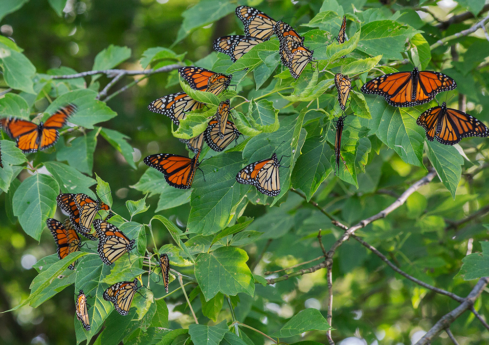 Cluster of roosting monarch butterflies