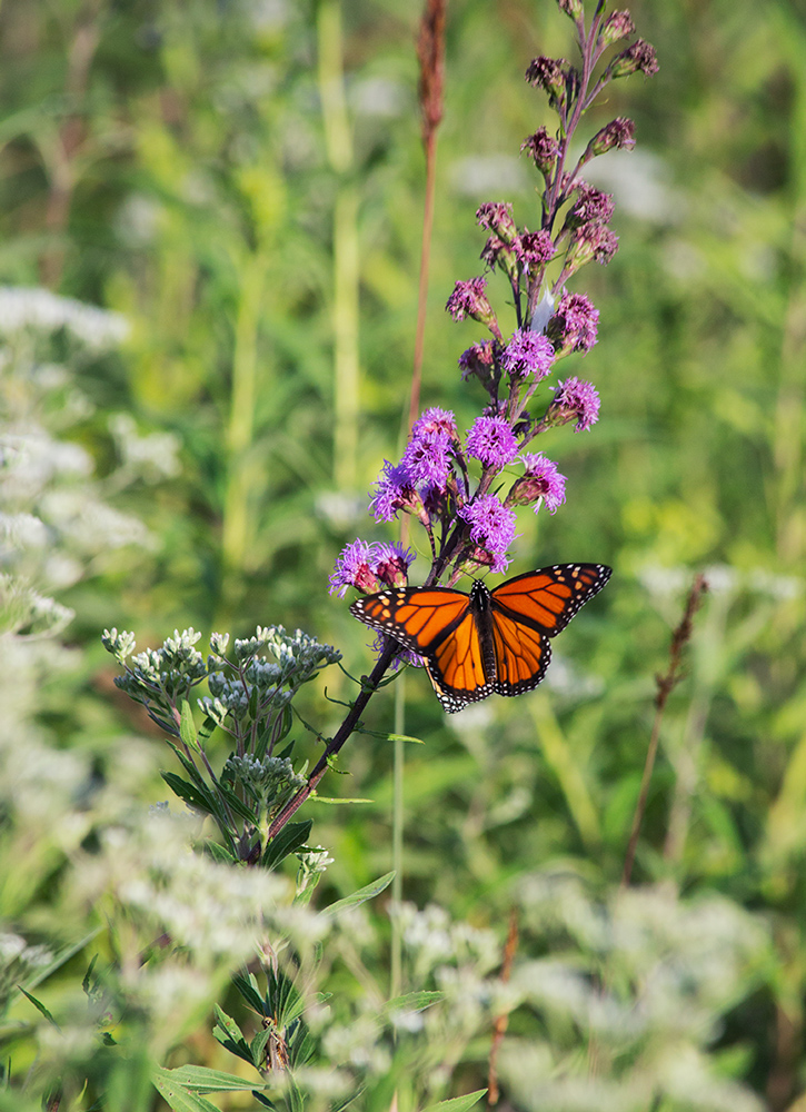 Monarch on rough blazing star blossom