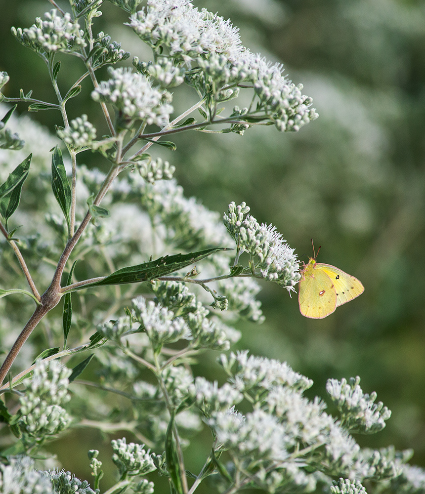 Pink-edged sulphur butterfly on flowering boneset