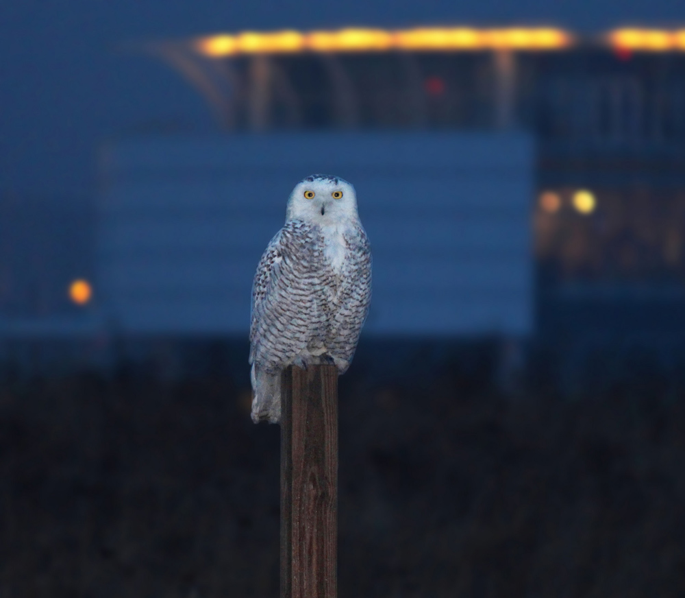 snowy owl on post