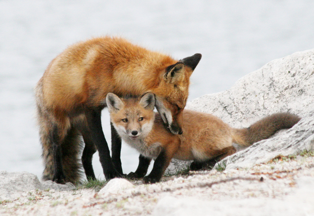 two foxes on rocks