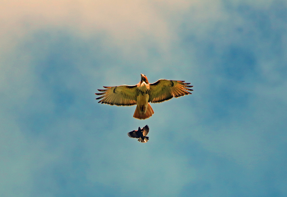 hawk and crow flying