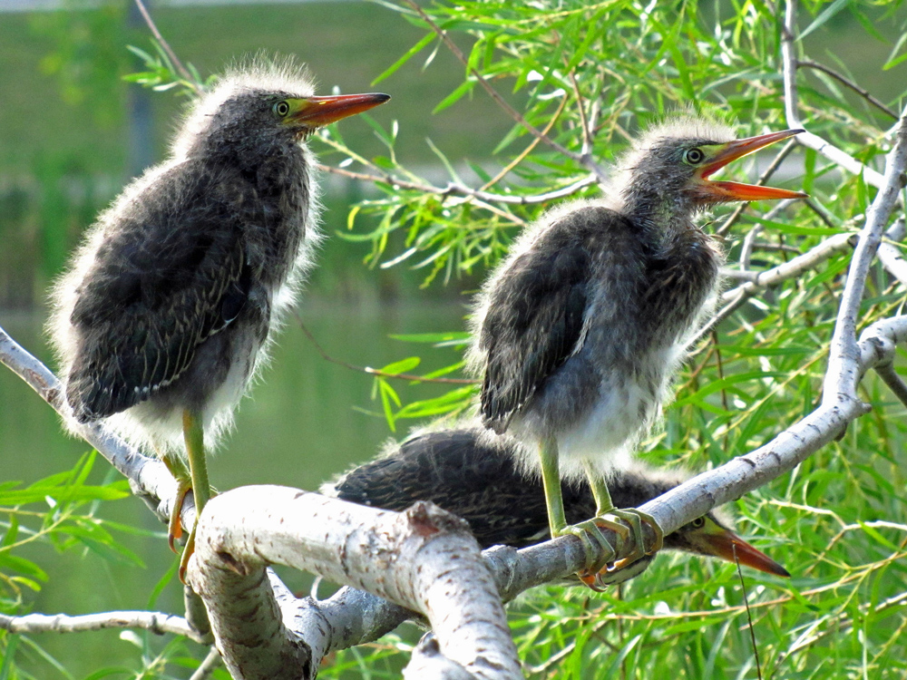 two juvenile green herons