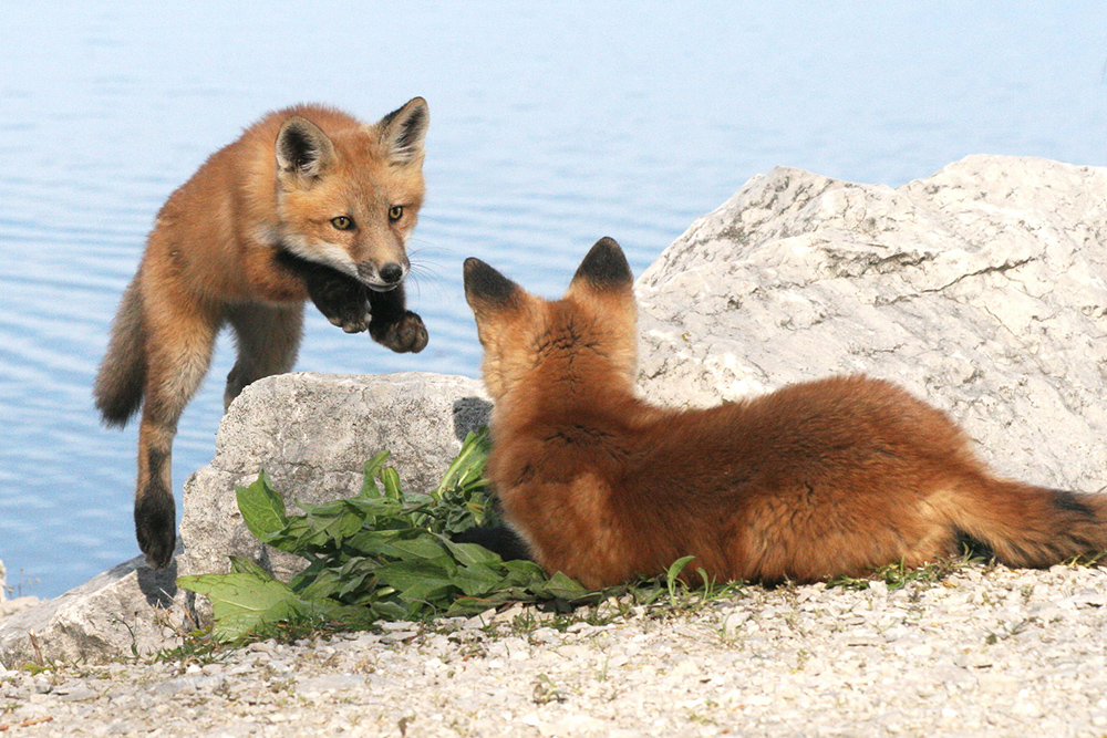 two foxes