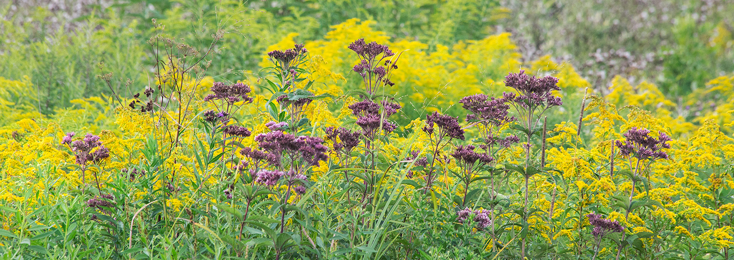 Joe Pye weed and goldenrod