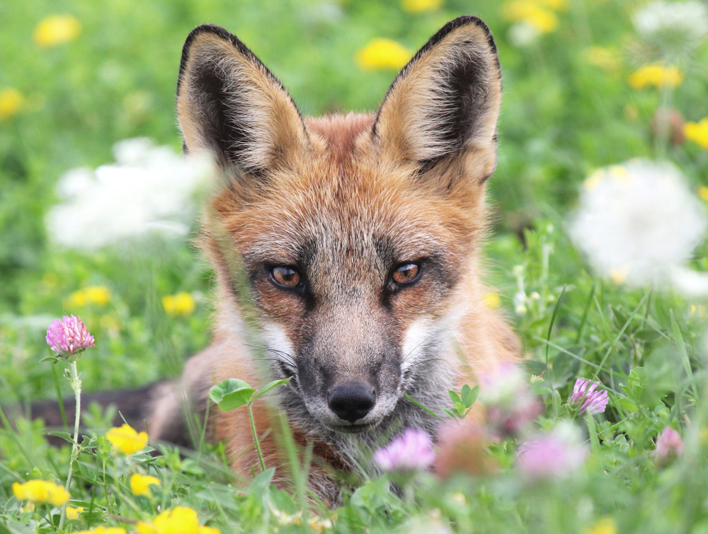 fox in grass