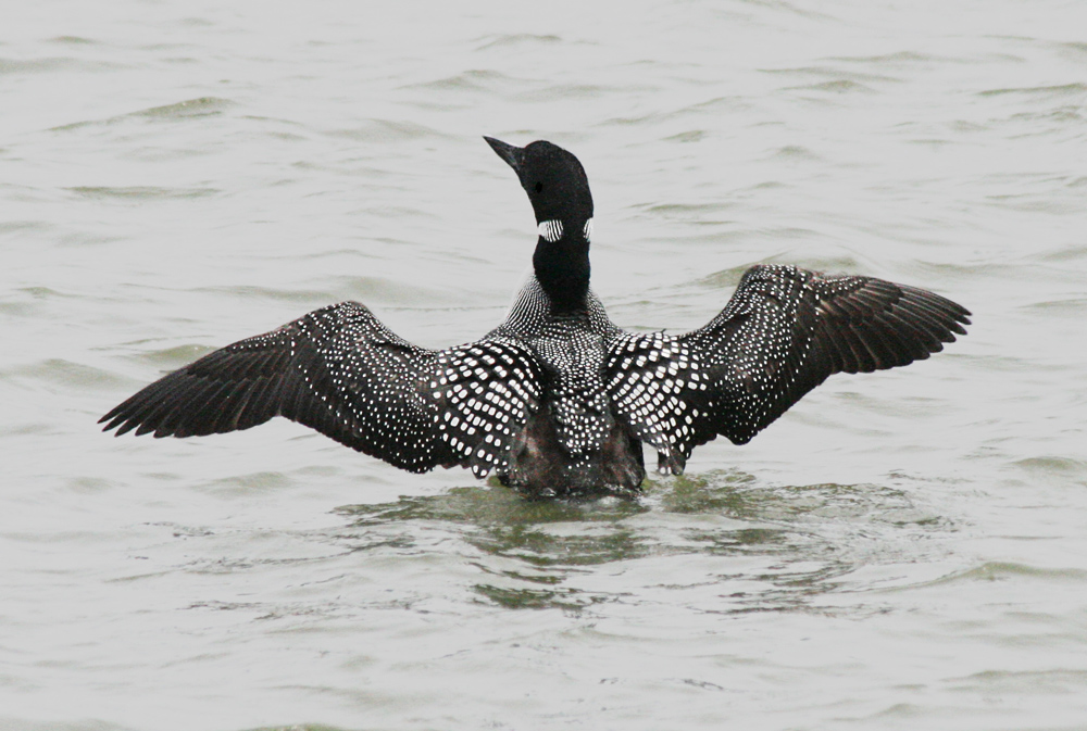 Loon in Lake Michigan