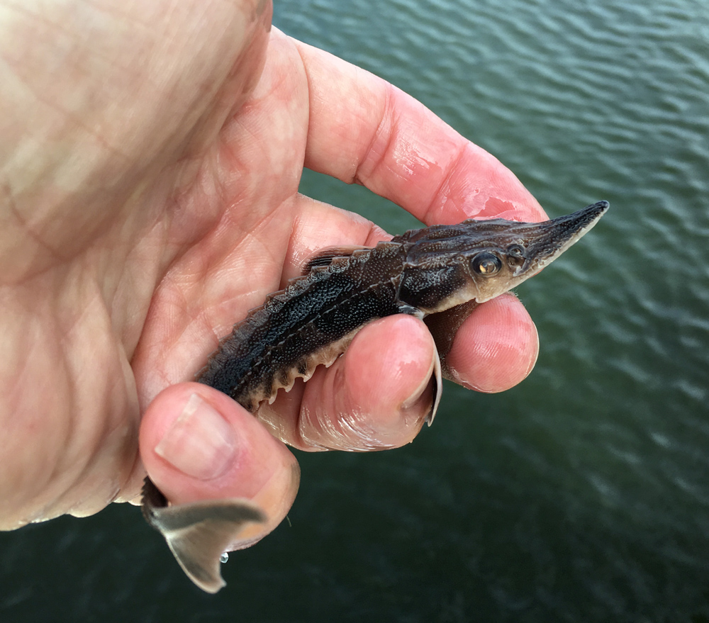 sturgeon in hand