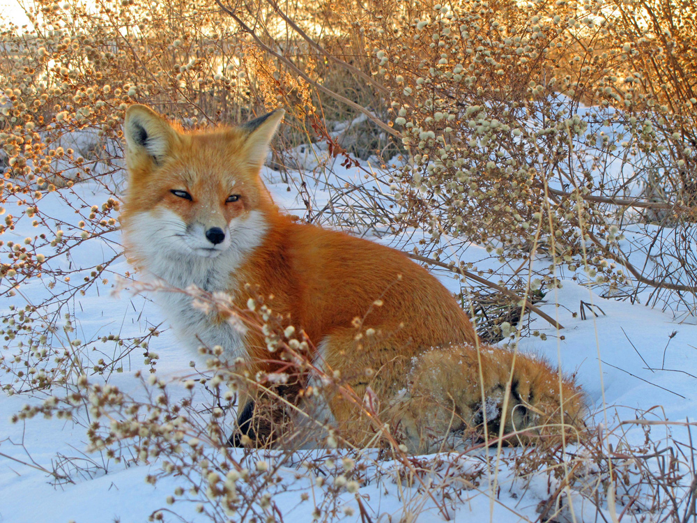 red fox in snow