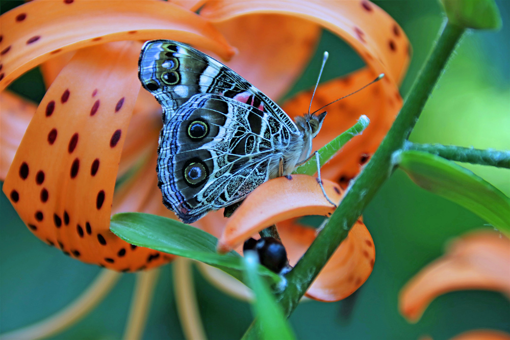 butterfly and flower