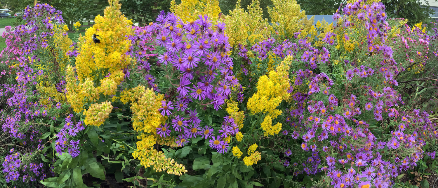 A regal display of wildflowers, purple asters and goldenrod, at Lakeshore State Park.