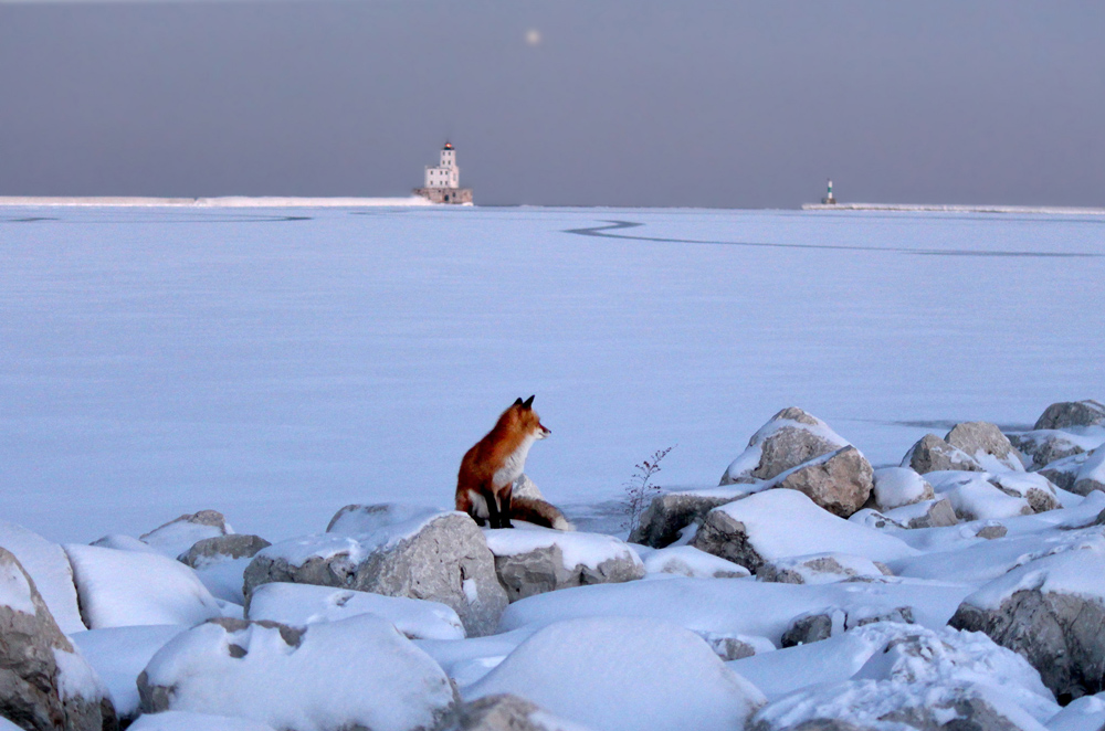 fox on rocks in winter