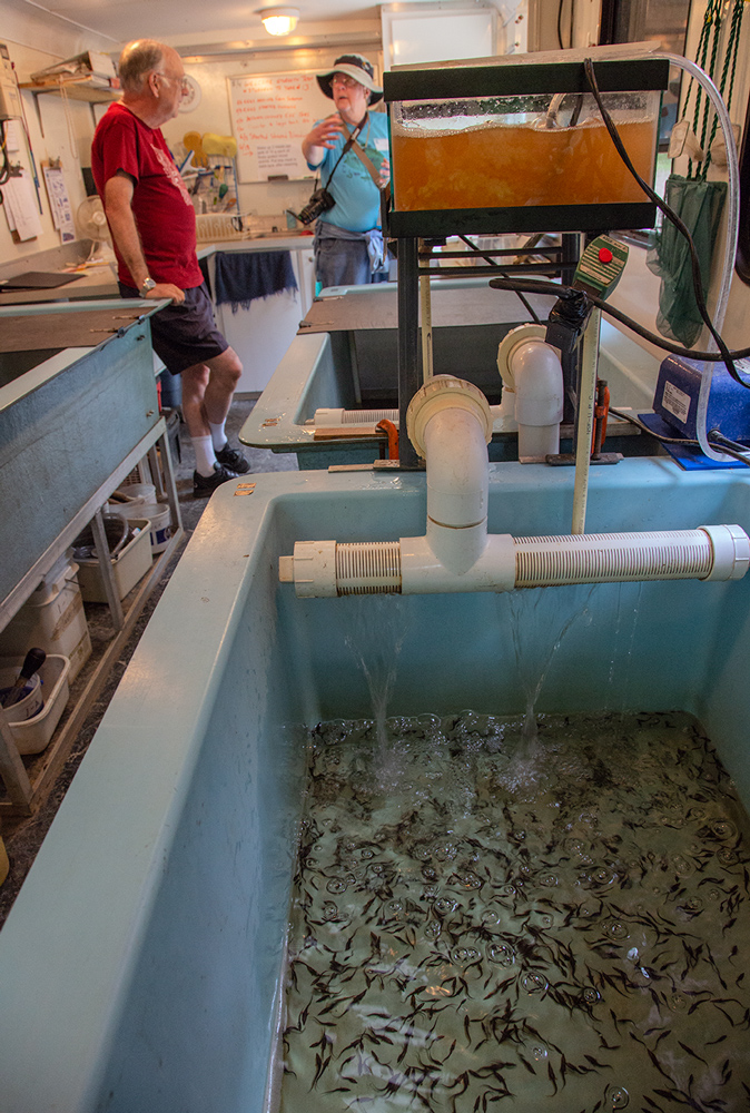 Fish hatchery at Riveredge Nature Center