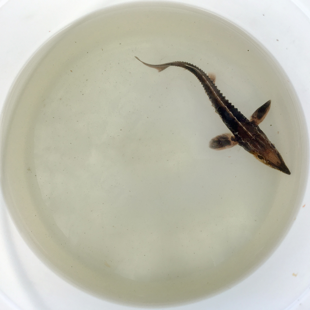 baby sturgeon in pail