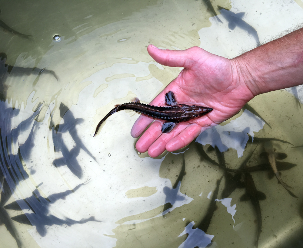 A volunteer with baby sturgeons in holding tank