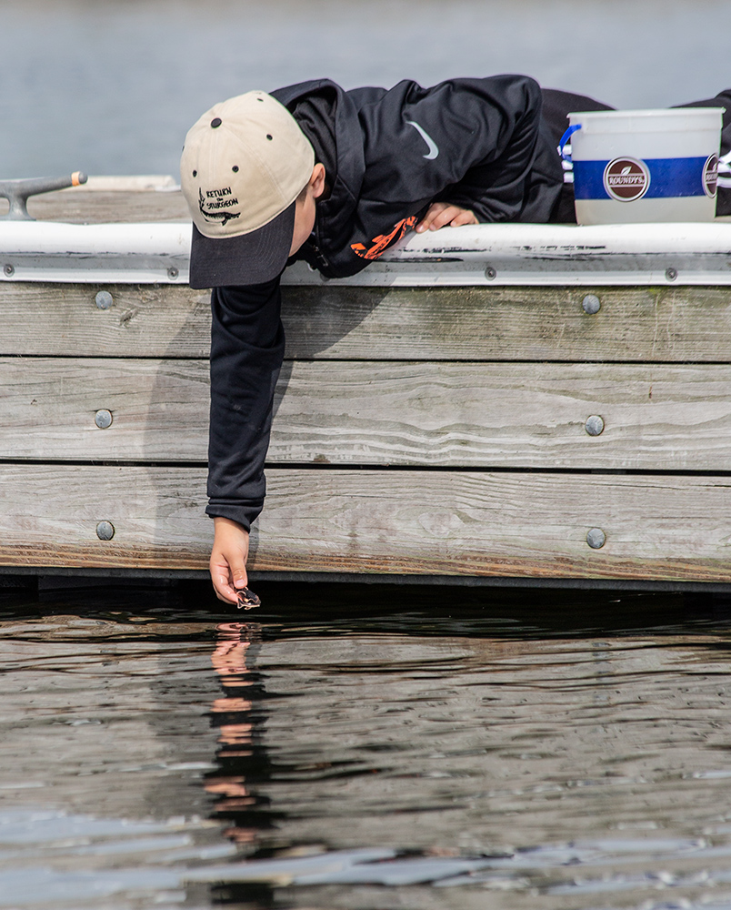 releasing a sturgeon