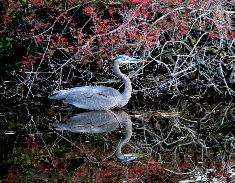 great blue heron in water