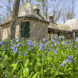 Bluebells and Pool House