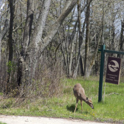 Deer and Donges Bay Gorge sign