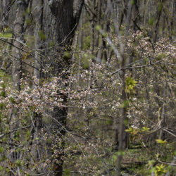 spray of woodland wildflowers