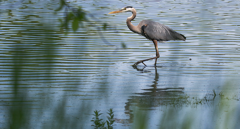 Great blue heron, Menomonee River Parkway, Wauwatosa, Milwaukee County Parks