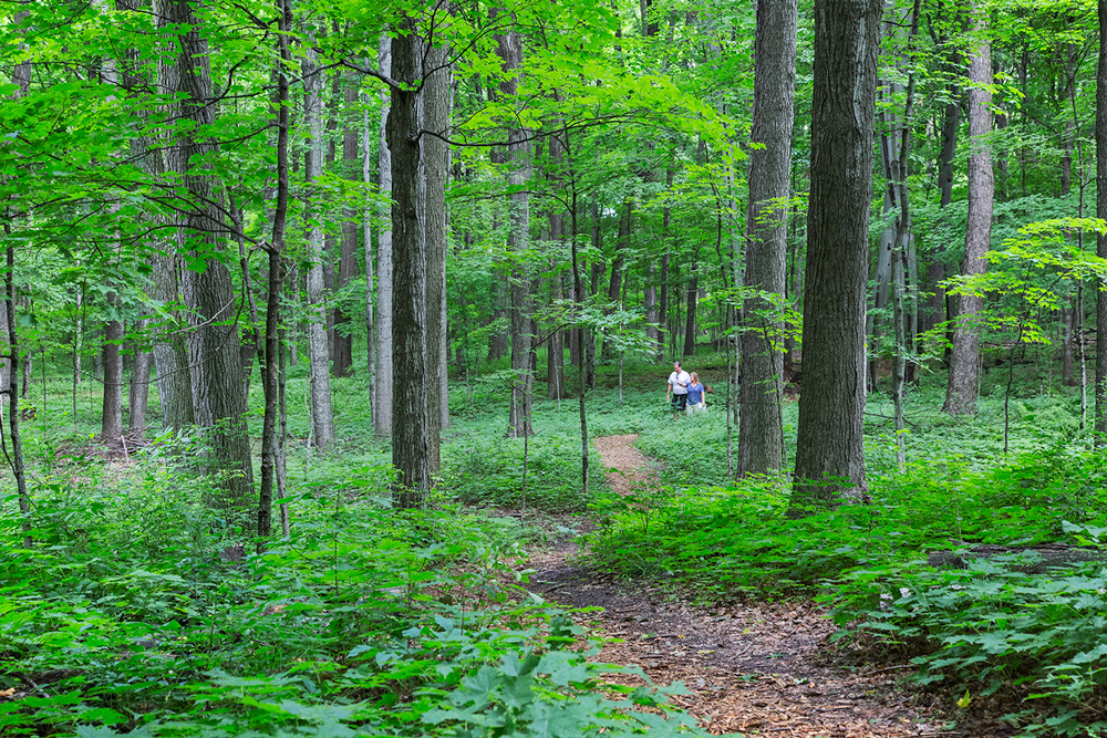 Bratt Woods Preserve, Grafton, Ozaukee Washington Land Trust