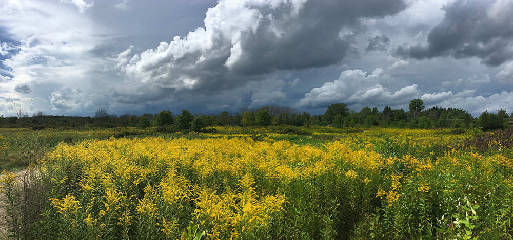 King's Corner Conservancy, Caledonia, Caledonia Conservancy