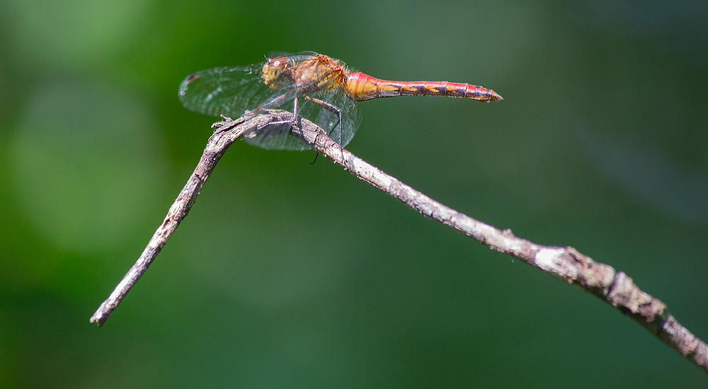 Meadowhawk dragonfly, Cedarburg Bog State Natural Area, Saukville, Wisconsn DNR