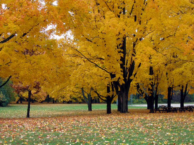 Stand of Sugar Maples, Brown Deer Park