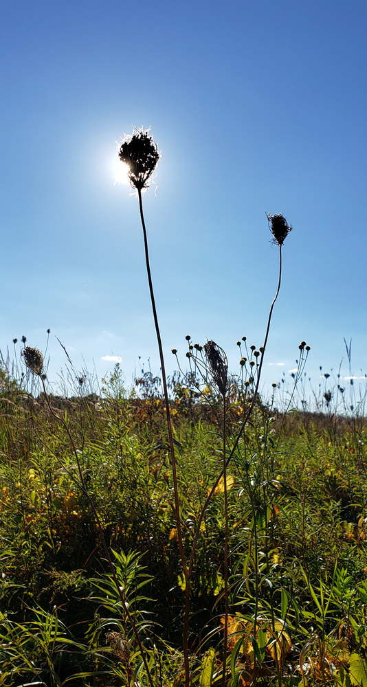 Towering plants.