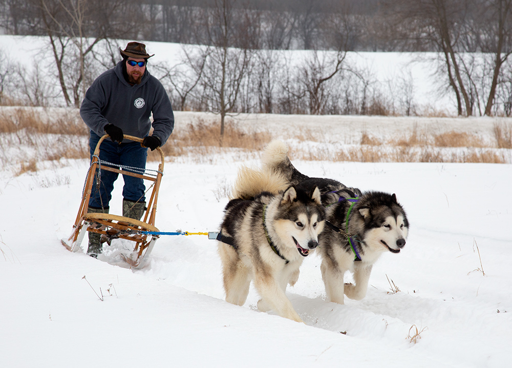 Dog sled demonstration, Alaskan Malamute Club of Wisconsin