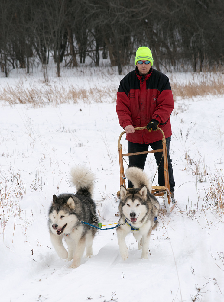 two dogs pulling sled with person