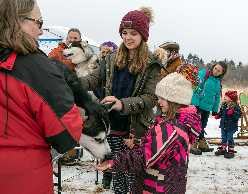 children petting Alaskan malamute sled dogs