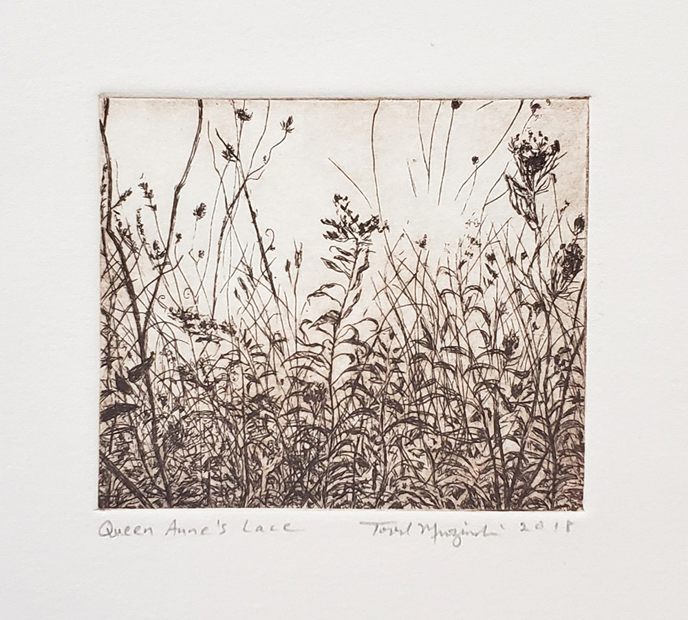 Queen Anne's Lace Sepia 2018. Etching.