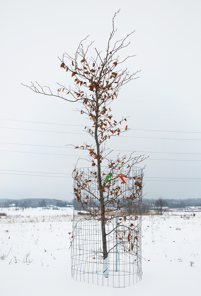 young tree protected by fencing