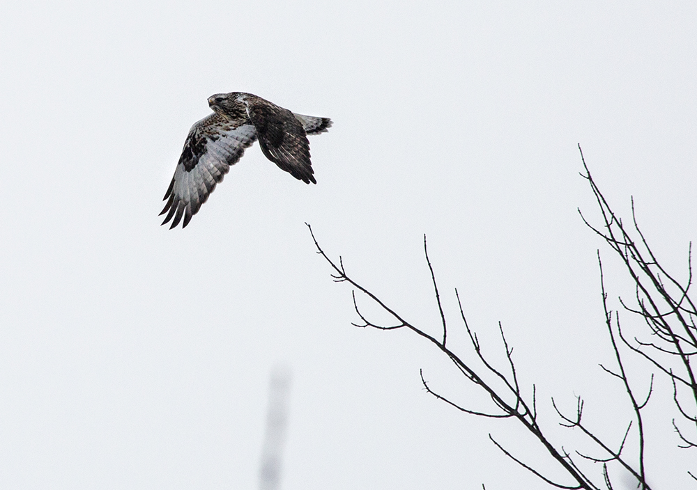 Rough-legged hawk taking flight