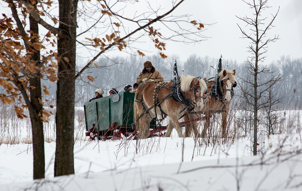 sleigh through trees