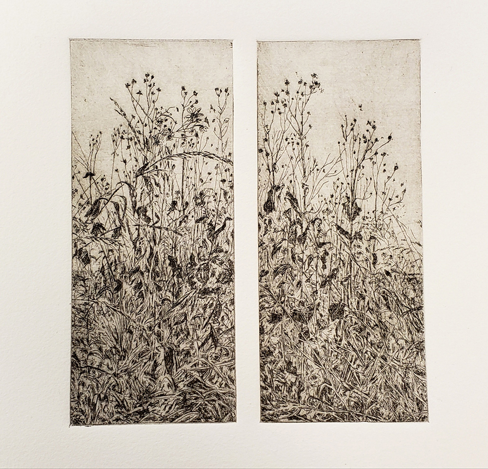 Fellenz Woods Grasses. Etching.