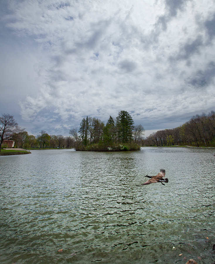 A Canada goose flies over Jackson Park lagoon