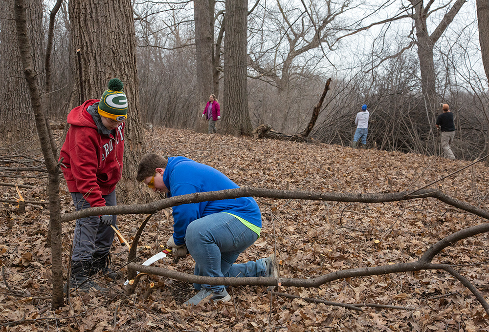 Scouts James and Jack cutting buckthorn