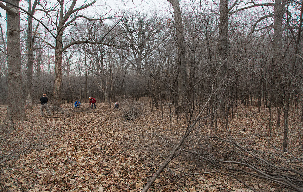 Cleared area to the left contrasts with uncleared area to the right