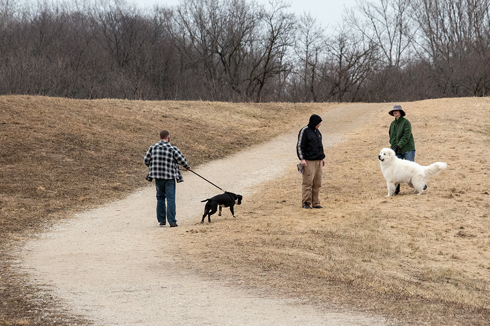 dog walkers and dogs