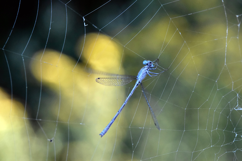 dragonfly in spiderweb