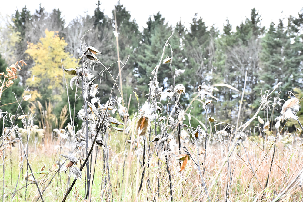 Aesclepias (milkweed)