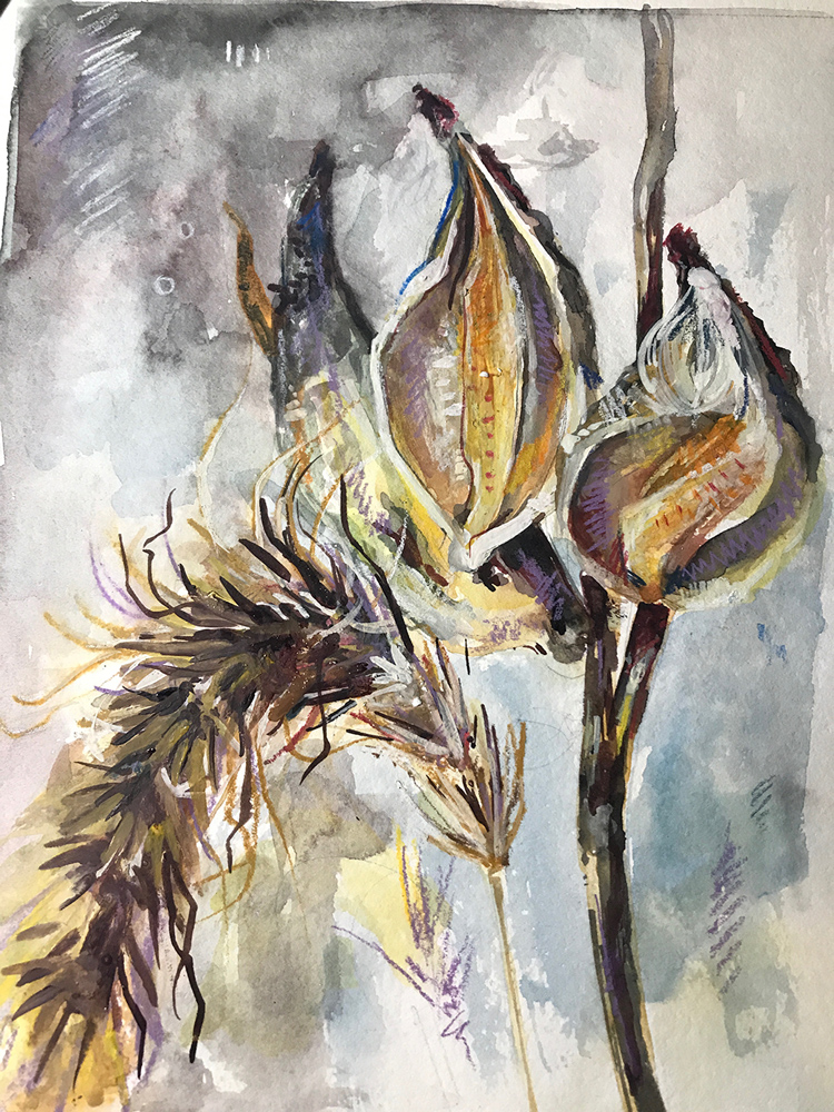 Milkweed Pods, watercolor