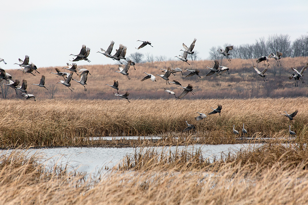 Sandhill cranes at Horicon Marsh