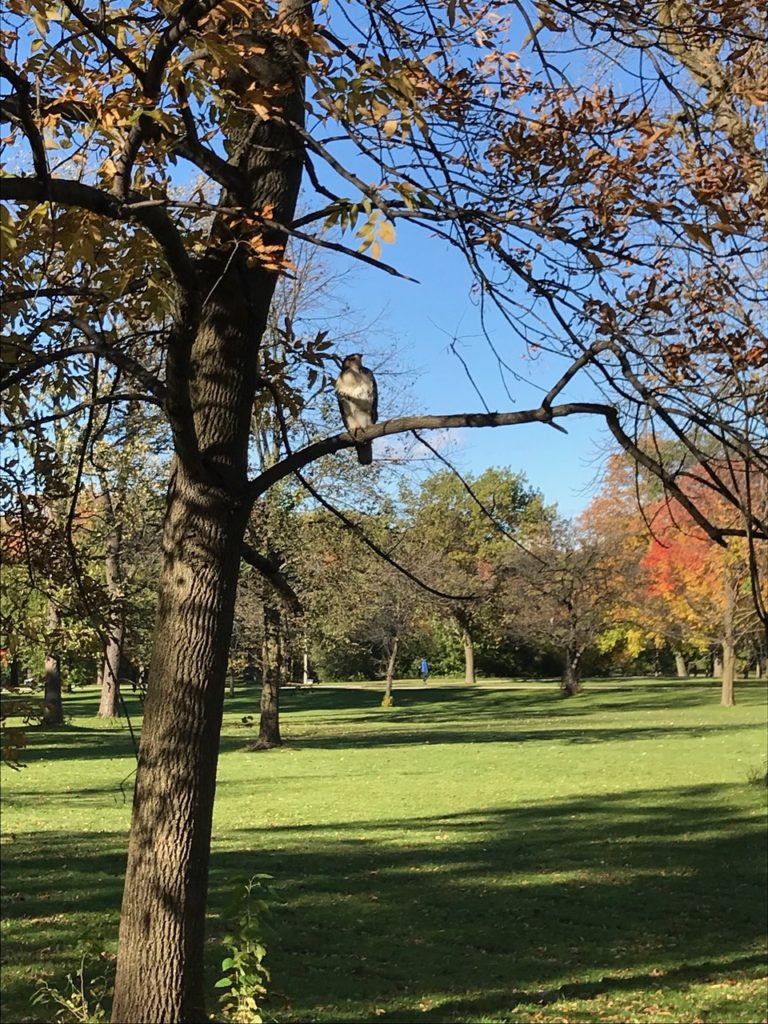 The hawk on a branch. 